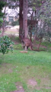 Kangaroo in our back garden